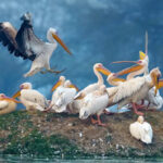 Keoladeo National Park Timing, Entry Fee, Best Time To Visit & Famous Bird