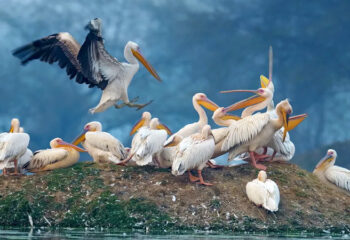 Keoladeo National Park Timing, Entry Fee, Best Time To Visit & Famous Bird