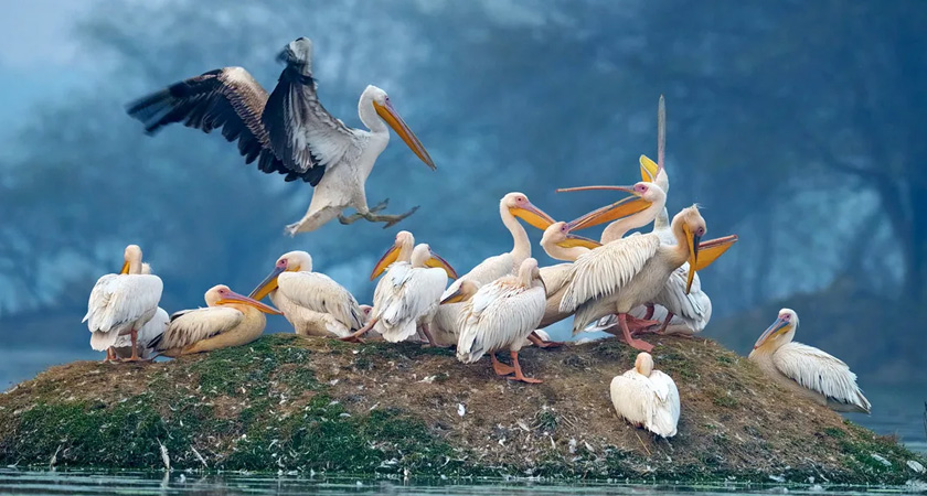 Keoladeo National Park Timing, Entry Fee, Best Time To Visit & Famous Bird