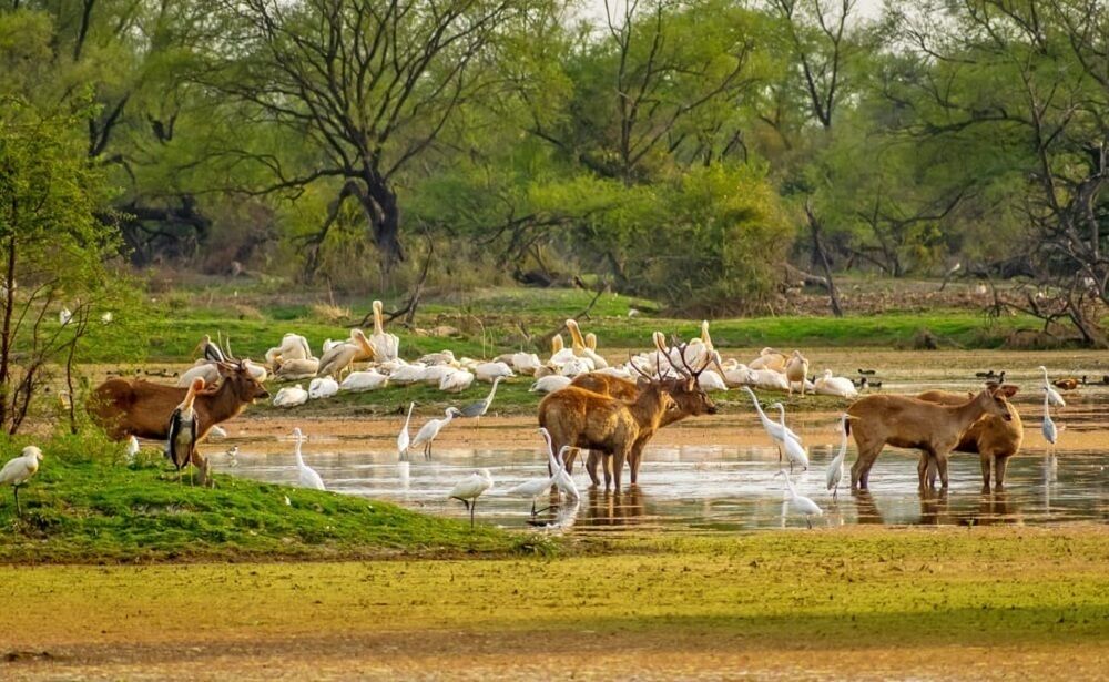 Bharatpur Bird Sanctuary