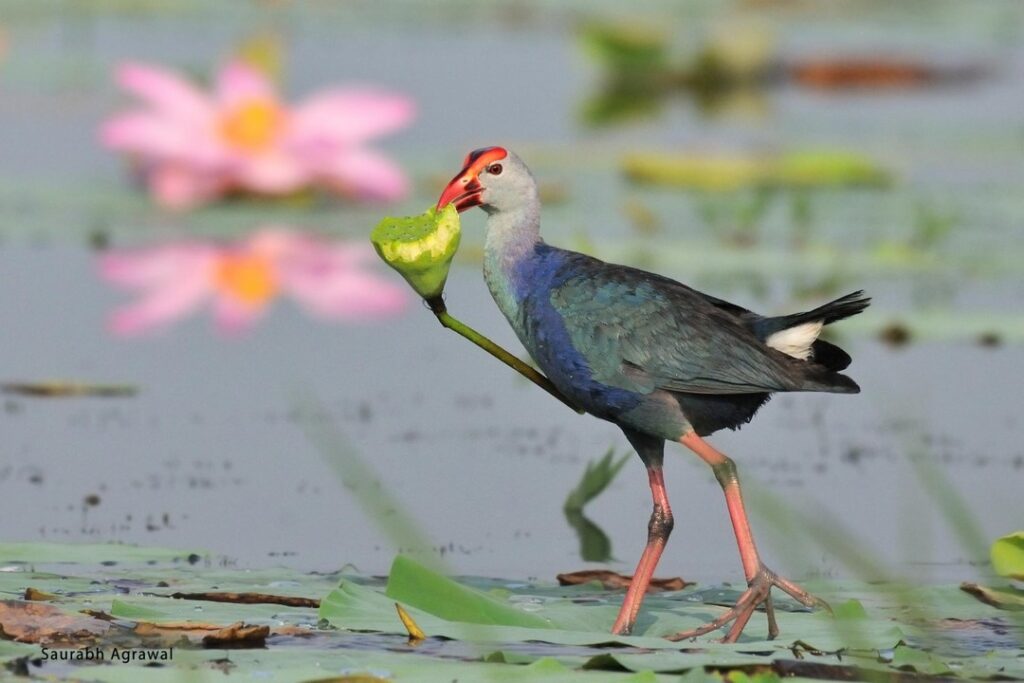 Birds at Bharatpur Bird Sanctuary