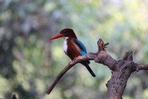 Famous Bird Of Keoladeo National Park