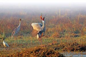 Famous Birds In the Keoladeo National Park