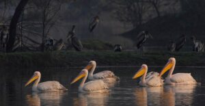 Keoladeo Ghana National-Park in Bharatpur Rajasthan