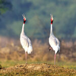 Visit The Bharatpur Bird Sanctuary