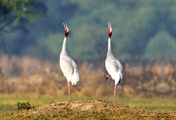 Visit The Bharatpur Bird Sanctuary