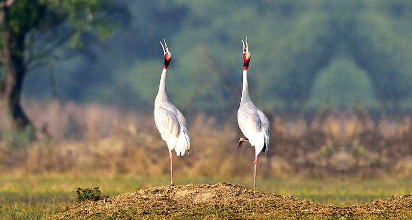 Visit The Bharatpur Bird Sanctuary